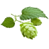 Houblon