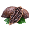 cacao